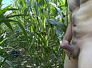 In de mais ehmm …, foto 4000x3000, 10 reacties, 35 stemmen