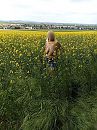 In het gele veld, foto 1201x1600, 2 reacties, 28 stemmen