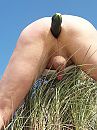 Kontje, foto 3000x4000, 2 reacties, 16 stemmen