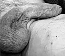 Lazy, foto 1422x1248, 0 reacties, 3 stemmen