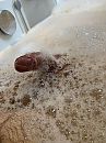Lekker wassen, foto 3000x4000, 0 reacties, 6 stemmen
