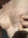 Nipplesqueeze, foto 2320x3088, 4 reacties, 13 stemmen