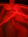 Nog meer fun in...., foto 3000x4000, 5 reacties, 18 stemmen