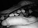 Ochtenderectie, foto 4000x3000, 3 reacties, 14 stemmen