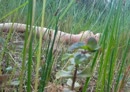 Spelen in het water., film 00:00:00, 4 reacties, 13 stemmen