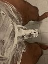 Onderhoudsbeurt, foto 1536x2048, 0 reacties, 3 stemmen