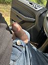 Pik laten zien, foto 3000x4000, 1 reacties, 5 stemmen