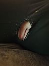 Poesje, foto 720x960, 6 reacties, 26 stemmen