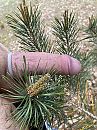 Prikboom, foto 3000x4000, 4 reacties, 16 stemmen
