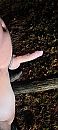 Rand van het bos...., foto 1801x4000, 0 reacties, 10 stemmen