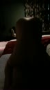 Reverse Cowgirl!, film 00:00:12, 0 reacties, 16 stemmen