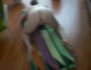 Sex in de huiskamer!, film 00:00:00, 44 reacties, 154 stemmen