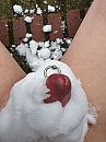 Sneeuw, foto 3000x4000, 8 reacties, 19 stemmen