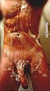 Sopperdesop, foto 724x1303, 2 reacties, 3 stemmen