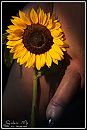 Sunflower, foto 2695x4000, 8 reacties, 11 stemmen