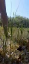 Tussen het riet, film 00:00:00, 3 reacties, 12 stemmen