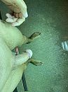 Vers geschoren, foto 3000x4000, 1 reacties, 6 stemmen