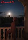 Volle maan, foto 2668x3771, 12 reacties, 49 stemmen