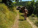 Wandeling, foto 800x600, 0 reacties, 3 stemmen