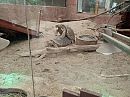 Zelfs in de dierentuin....., foto 2048x1536, 2 reacties, 7 stemmen