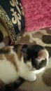 aai poes, film 00:00:14, 33 reacties, 73 stemmen