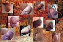 het is herfst, foto 1500x1000, 6 reacties, 21 stemmen