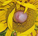 het zomergevoel, foto 2335x2243, 2 reacties, 9 stemmen