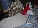 horny maken, foto 4000x3000, 0 reacties, 0 stemmen