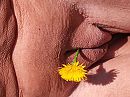 mooie gele bloem, foto 4000x2993, 18 reacties, 58 stemmen