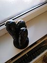 3  dildo's, foto 3002x4000, 2 reacties, 7 stemmen