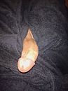 Badjas, foto 3000x4000, 1 reacties, 1 stemmen