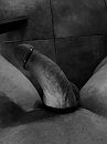Cock ring om, foto 1512x2016, 4 reacties, 10 stemmen