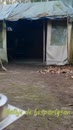 De bospartysan, film 00:00:00, 7 reacties, 23 stemmen