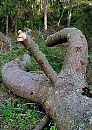 De natuur toch, foto 530x741, 1 reacties, 6 stemmen