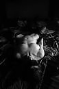 Eens wat anders, foto 2666x4000, 59 reacties, 167 stemmen