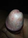 Eikel, foto 1944x2592, 1 reacties, 4 stemmen