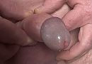 Eikel, foto 1505x1051, 2 reacties, 6 stemmen