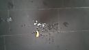 Figging en squirten, foto 1599x899, 1 reacties, 5 stemmen
