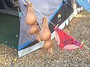 Gespot op de camping...., foto 1024x768, 5 reacties, 20 stemmen