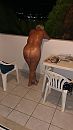 Gluren bij de buren, foto 360x640, 9 reacties, 42 stemmen