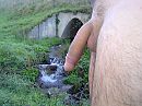 Goedeavond, foto 2048x1536, 1 reacties, 11 stemmen