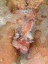 Half drijvend, foto 960x1280, 1 reacties, 4 stemmen