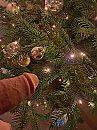 Happy x-mas, foto 3000x4000, 2 reacties, 3 stemmen