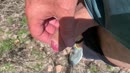 In de natuur, film 00:00:00, 23 reacties, 24 stemmen