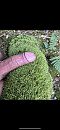 In the wild, foto 828x1792, 2 reacties, 11 stemmen