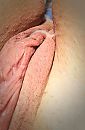 KK1, foto 586x893, 3 reacties, 17 stemmen