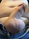 Lekker aan het werk, foto 2316x3088, 3 reacties, 11 stemmen