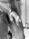 Lekker douxhen, foto 3000x4000, 1 reacties, 4 stemmen
