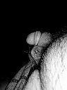 Lekker naakt in huis 632, foto 3000x4000, 0 reacties, 1 stemmen