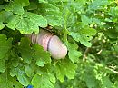 Lekkere Eikelboom, foto 4000x3000, 8 reacties, 10 stemmen